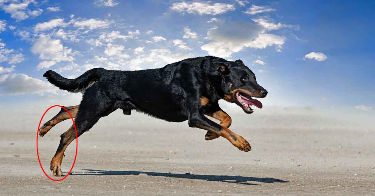 Wolfskralle beim Hund: Was ist das und was will sie? • Aus Liebe zum ...