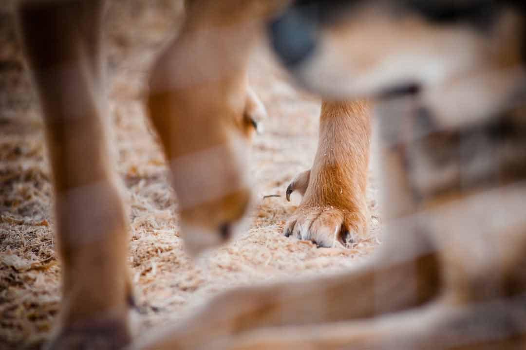 Wolfskralle beim Hund