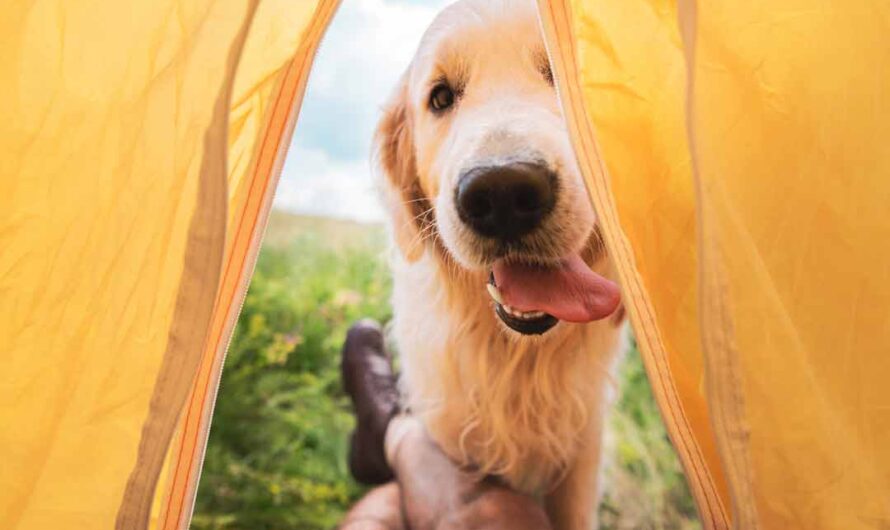 Camping mit Hund: 5 Tipps für Mensch und Tier