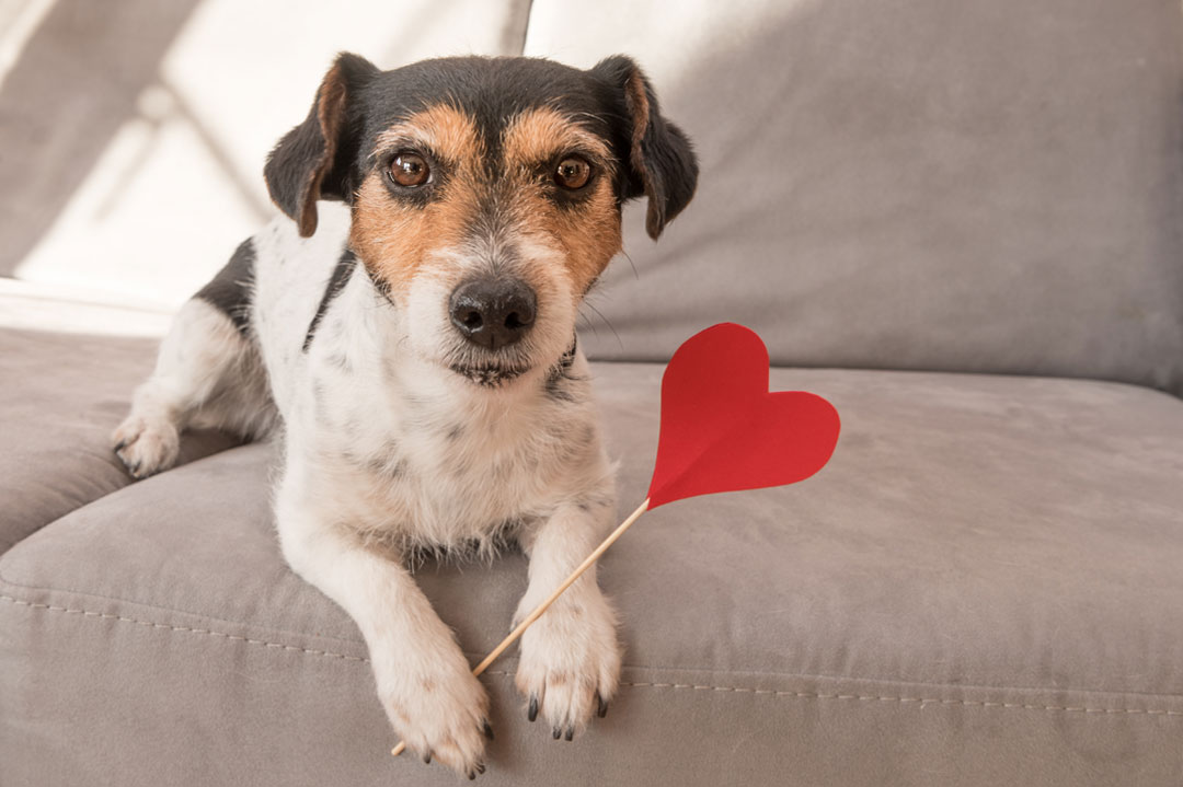 Beliebteste Hundenamen 2024: Ein Jack Russell hält ein Herz in den Pfoten